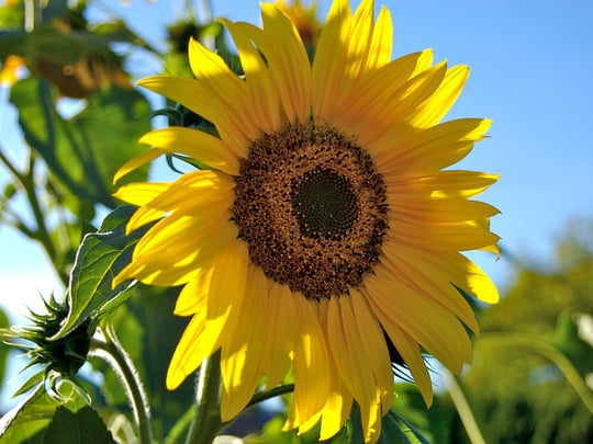 Sunflower